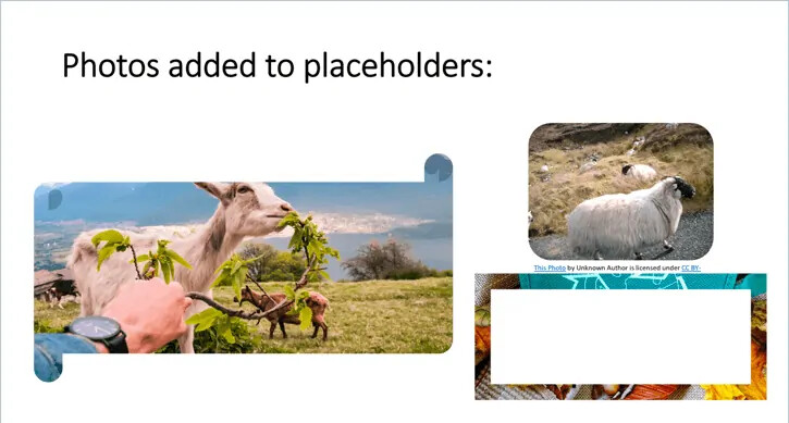 Sử dụng tùy chọn bố cục trong PowerPoint